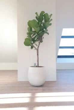 Luca Lifestyle Grigio Balloon - Wit -Planten Series lyrata plant kopen