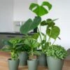 Makkelijke Planten (5x) - Aanbieding
