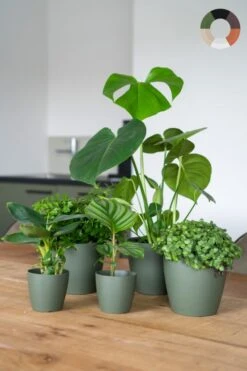 Makkelijke Planten (5x) - Aanbieding