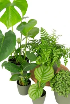Makkelijke Planten (5x) - Aanbieding -Planten Series makkelijke planten set