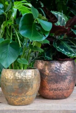 TS Collection Thomas Pot