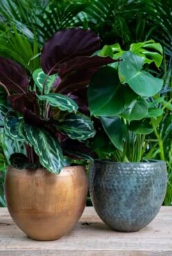 TS Collection Fabien Pot