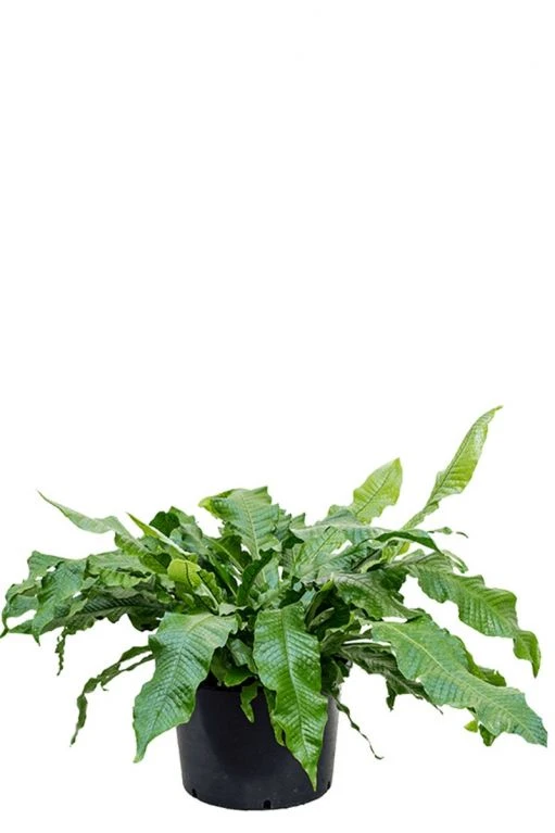 Microsorum Crocodyllus - Javavaren 3 Microsorum Crocodyllus - Javavaren