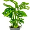 Monstera Adansonii - Stekje -Planten Series monstera obliqua stekje