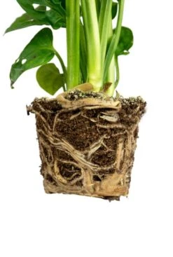 Monstera Adansonii - Stekje -Planten Series monstera obliqua wortel