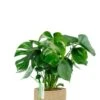 Monstera In Jute Mand - Gatenplant -Planten Series monstera gatenplant in mand 1 1