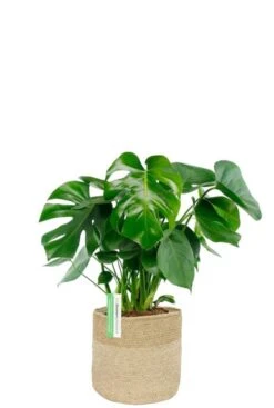 Monstera In Jute Mand - Gatenplant