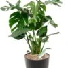Gatenplantje In Greenville Pot -Planten Series monstera gatenplant zwarte pot 1