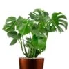 Monstera In Stijlvolle Pot - Gatenplant -Planten Series monstera in koper pot