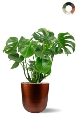 Monstera In Stijlvolle Pot - Gatenplant