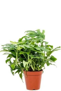 Monstera Minima - Gatenplant 5 Monstera Minima - Gatenplant -Planten Series monstera minima planten