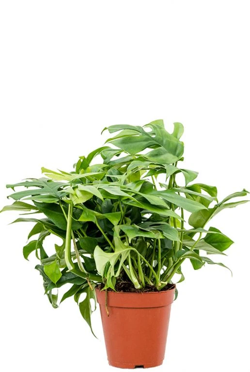 Monstera Minima - Gatenplant 4 Monstera Minima - Gatenplant - Afbeelding 2