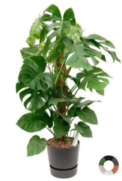 Gatenplant In Elho Greenville Plantenbak