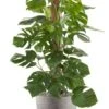 Monstera In Betonlook Pot - Gatenplant -Planten Series monstera plant in betonlook pot