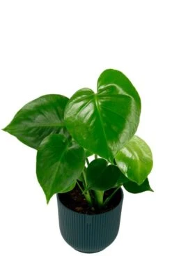 Planten In Hippe Elho Potten -Planten Series monstera plant in elho pot