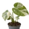 Monstera Thai Constellation - Gatenplant 2 Monstera Thai Constellation - Gatenplant -Planten Series monstera thai constellation
