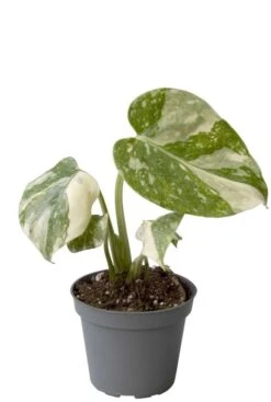 Monstera Thai Constellation - Gatenplant