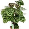 Calathea Makoyana - Pauwenplant -Planten Series mooi kamerplantje