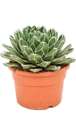 Agave Victoria Reginae - Eeuwplant