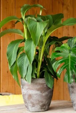 TS Collection Naomi Pot - Taupe -Planten Series mooie bloempot bruin 1