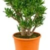 Crassula Gollum - Jade Plant -Planten Series mooie crassula gollum woonplanten aanschaffen