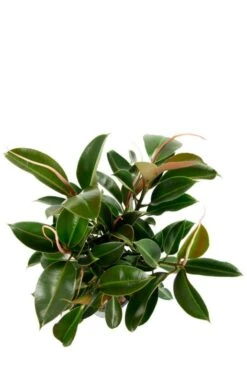 Ficus Melany - Rubberboom -Planten Series mooie ficus melany plant