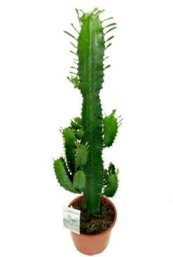 Euphorbia Acruensis - Wolfsmelk -Planten Series mooie groene cowboy cactus