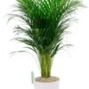 Areca Palm In Elho Greenville Pot 1 Areca Palm In Elho Greenville Pot -Planten Series mooie palm in elho potten 1