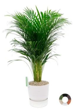 Areca Palm In Elho Greenville Pot