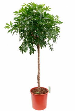 Schefflera Compacta - Vingersboom