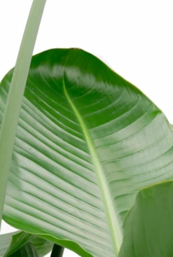 Strelitzia Nicolai - Paradijsvogelplant -Planten Series mooie strelitze leuke kamerplant 1