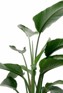 Strelitzia Nicolai - Paradijsvogelplant -Planten Series mooie strelitzia groot blad 1