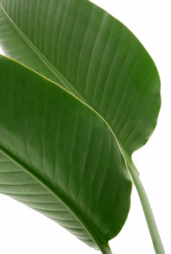 Strelitzia Nicolai - Paradijsvogelplant -Planten Series mooie strelitzia stam blad 1