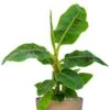 Musa Bananenplant -Planten Series musa in pot goud