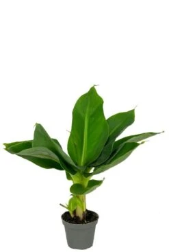 Musa Acuminata Cheeka - Stekje