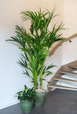 TS Collection Naomi Pot - Groen -Planten Series naomi groene bloempotten 3 1