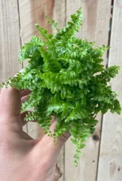 Nephrolepis Exaltata Fluffy Ruffle - Stekje -Planten Series nephrolepis