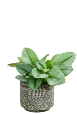 Mica Noah Pot Cement - Zwart -Planten Series noah pot cement zwart plant 6cm