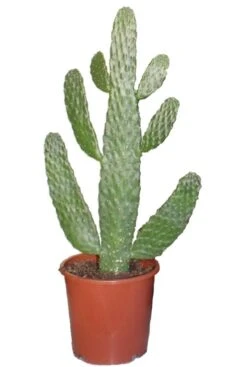 Opuntia Consolea - Schijfcactus