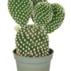 Opuntia Microdasys Albispina - Stekje -Planten Series opuntia microdasys albispina