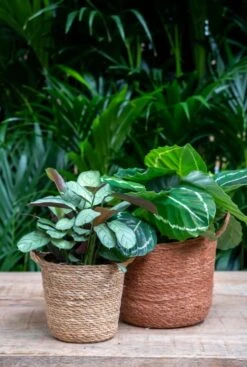 TS Collection Nelis Mand