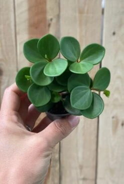 Peperomia Tetraphylla Hope - Stekje -Planten Series peperomia
