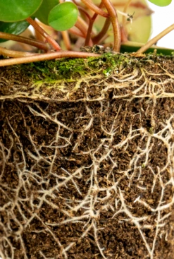 Peperomia Pepperspot - Stekje -Planten Series peperomia pepperspot closeup