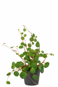 Peperomia Pepperspot - Stekje