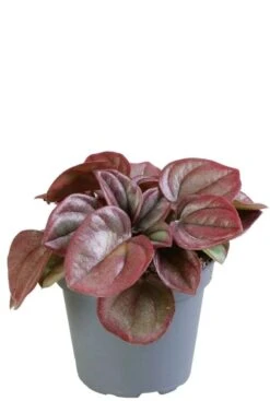 Peperomia Caperata Cayenne - Krokodillentranen