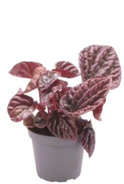 Peperomia Caperata Luna - Stekje