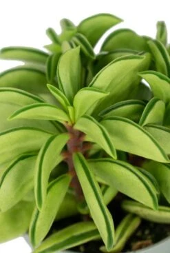 Peperomia Fire Sparks - Stekje -Planten Series peperomia fire sparks blad 1