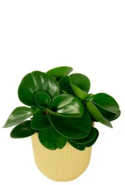 Planten In Trendy Elho Potten -Planten Series peperomia in elho