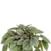 Peperomia Milano - Krokodillentranen -Planten Series peperomia milano plant 1