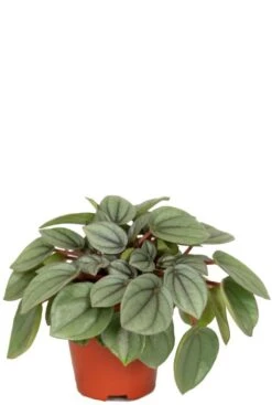 Peperomia Milano - Krokodillentranen